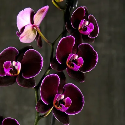 Сайт Мир орхидей orchidee.ws - «Лучший сайт для любителей орхидей.  Исчерпывающая информация о видах орхидей и уходе за ними для новичков и  бывалых орхидеистов. » | отзывы