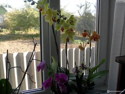 Почему у орхидеи вялые листья, что делать и почему вянут