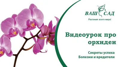 Орхидея фаленопсис: особенности сорта и как за ней ухаживать