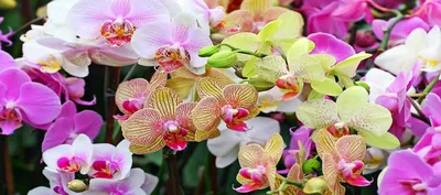 Вредители орхидей (мучнистый червец, трипсы, клещ паутинный и плоскотелка,  щитовка, тля, грибные комарики). Меры борьбы с вредителями. Фото.