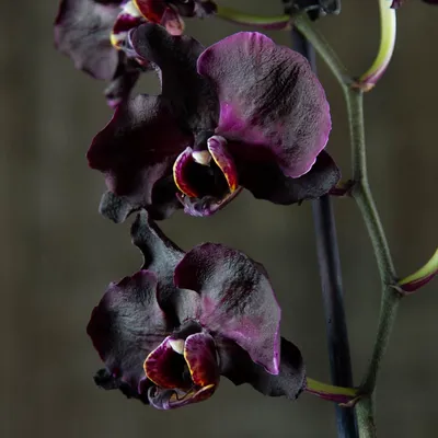 Вредители орхидей: каких врагов нужно знать в \"лицо\" | Вики Терра - Сад и  огород | Дзен