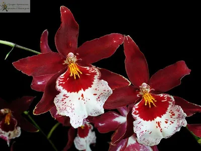 Нематода на фаленопсисе. Как лечить орхидею от нематод