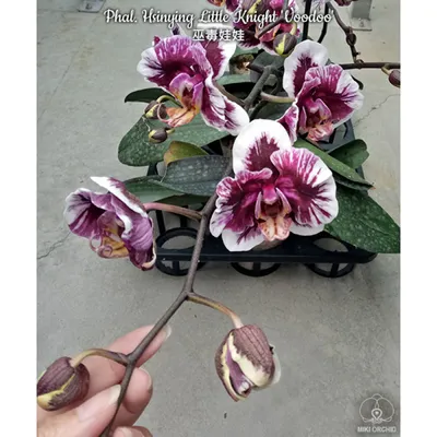 Орхидея Phal. Hsinying Little Knight Voodoo - купить, доставка Украина