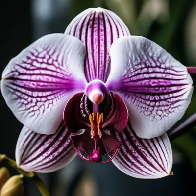 Купить орхидею Фаленопсис Вуду (Vodoo) с доставкой по Украине.