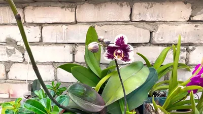 Зачем мне орхидея Вуду? 🤔 Нет, нет…» — создано в Шедевруме