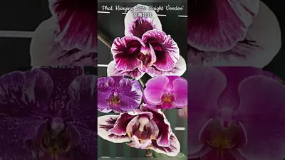 Орхидея почтой: неприятный опыт | Олесечкины сказки | Дзен