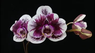 Орхидея Phal. Allura Voodoo - купить, доставка Украина