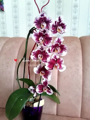 Посадка в грунт Цеофлора орхидей из Азии Sweet Candy и WooDoo часть 2 —  Видео | ВКонтакте