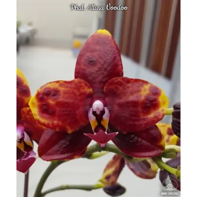 Орхидея Phal. Allura Voodoo - купить, доставка Украина