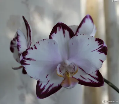 Voodoo Orchid 😊 and other rare Orchids - babies, from Alexandra Krasina,  with peduncles. - YouTube