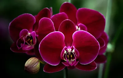 Орхидея гибрид Вуду на Биг Бенга | Festima.Ru - Мониторинг объявлений