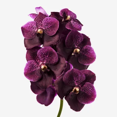 Орхидея с новой стороны. Так ли много мы знаем о ней? | Музей орхидей | Дзен