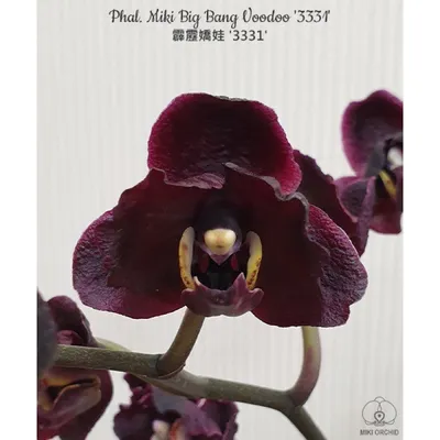 Орхидея Phal. Miki Big Bang Voodoo 3331 - купить, доставка Украина