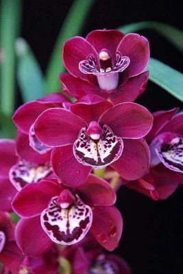 Орхидея. Кропивницкий | Facebook