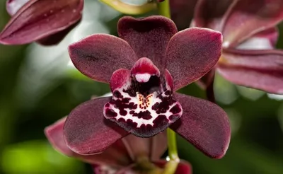Орхидея Монако - 59 фото
