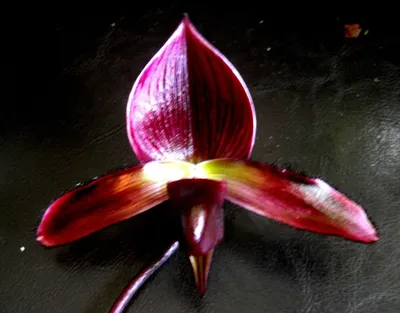 Орхидея вуду - 55 фото