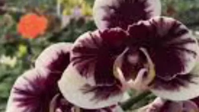 Отзывы - NCK – отзывы по качеству орхидей | Passiflora.club