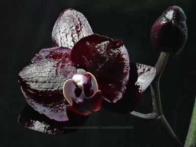 Орхидея вуду - 55 фото