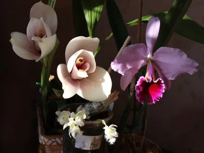 Магик орхидс орхидеи из азии - 71 фото
