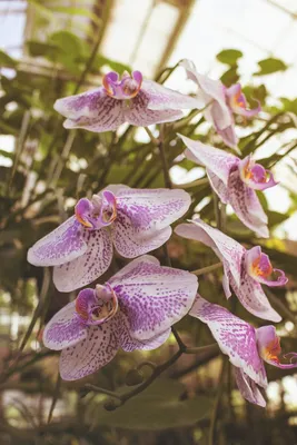 Орхидея Фаленопсис - «50 орхидей тому я была нормальным человеком.» | отзывы