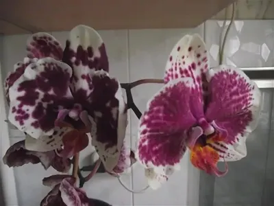 В \"Аптекарском огороде\" открылся фестиваль орхидей и хищных растений -  Российская газета