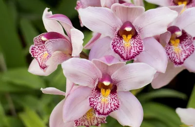 Орхидея вуду (63 фото)