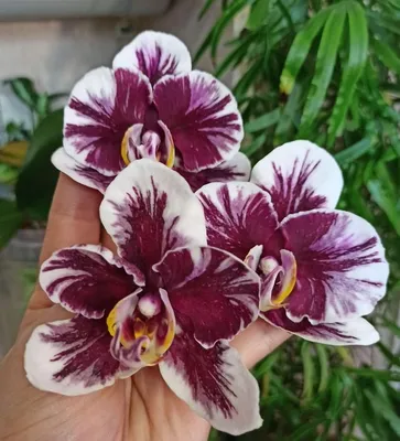 Орхидея фаленопсис Вуду: 480 грн. - Коллекционирование Киев на Olx