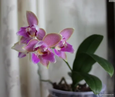 Орхидея Вуду VooDoo РАСПРОДАЖА!: 650 грн. - Кімнатні рослини Горішні Плавні  на Olx