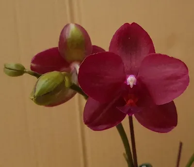 Орхидея дракула — особенная во всём | Орхидея, Дракула, Орхидеи