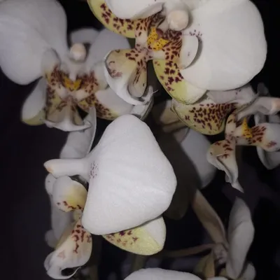 Орхидея вуду: загадочная красота на снимках