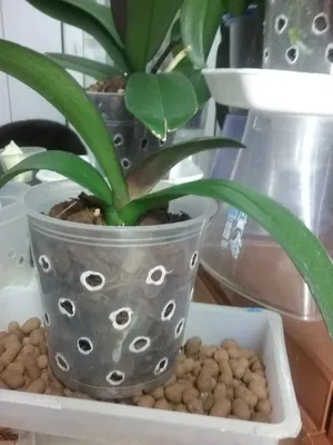 Орхидея. Кропивницкий | Facebook
