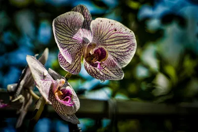 Орхидея Монако - 59 фото