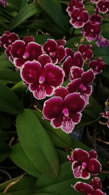 Орхидея Фаленопсис - «50 орхидей тому я была нормальным человеком.» | отзывы
