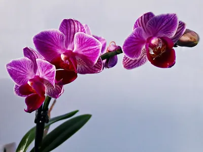 Орхидея Стюартина , листья в крап – купить в Краснодаре, цена 800 руб.,  продано 13 января 2018 – Растения и семена