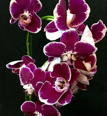 Заказать орхидею, цена с бесплатной доставкой по Москве - от 2 000 рублей