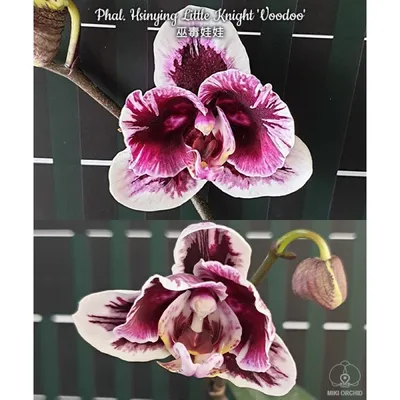 💣Phal. Voo-Doo💣 - редкая и... - Orchids Malyzhek.Ukraine | Facebook