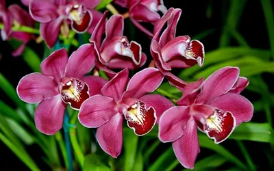 Орхидея чилоглотис - 69 фото
