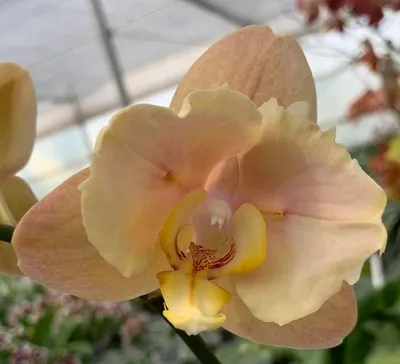 Орхидея вуду фото фотографии