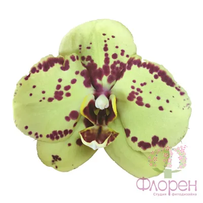 Орхидея желтая в крапинку фото фотографии