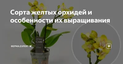 Орхидея Phalaenopsis mini (отцвел)