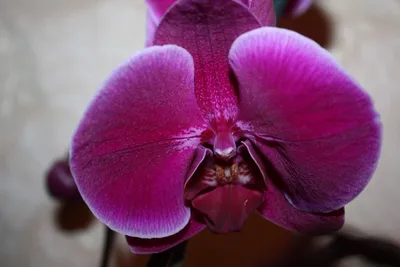Орхидея Жемчужина императора. – купить в Москве, цена 650 руб., продано 18  июня 2019 – Растения и семена