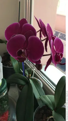 Орхидея Претория - 52 фото