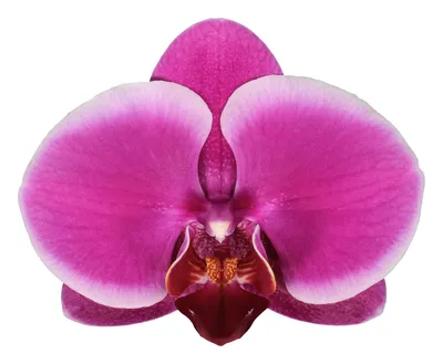 Phal. Emperor Jewel peloric (бабочка Жемчужина Императора, пелорик мутант  орхидея фаленопсис) - YouTube