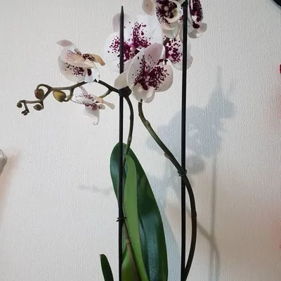 Отзывы на Орхидея Фаленопсис SI3469, без цветка (детка), горшок 2,5 дюйма  (арт. 7321739)