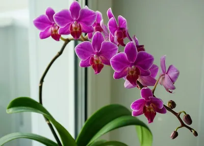 Орхидея Виктория - 60 фото