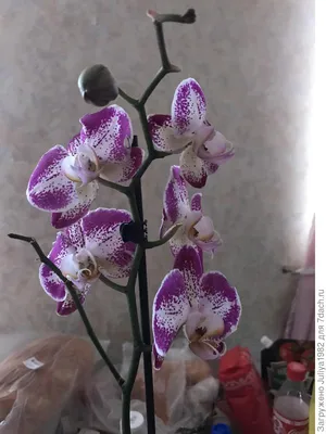 Орхидея - фото и картинки abrakadabra.fun