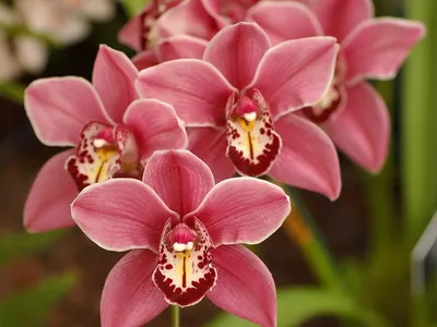 Орхидея - красивые картинки и обои на рабочий стол