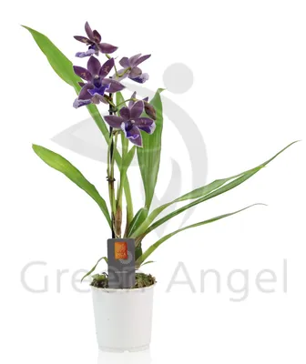 Орхидея Зигопеталум 1 ветка купить по цене 749 грн | Украфлора