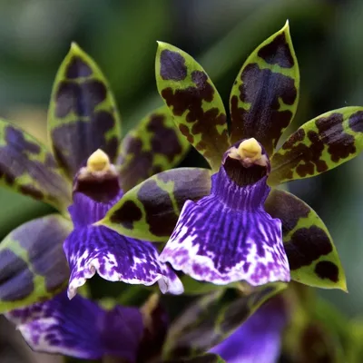 Орхидея Зигопеталум 1 ст купить в Москве с доставкой | Магазин растений  Bloom Story (Блум Стори)