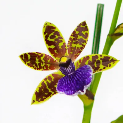 Орхидея зигопеталум фото фотографии
